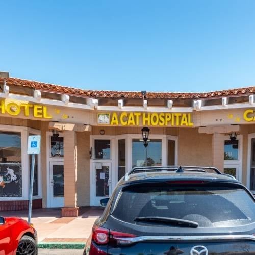 A Cat Hospital
