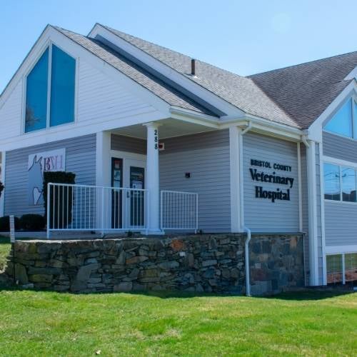 Bristol County Vet
