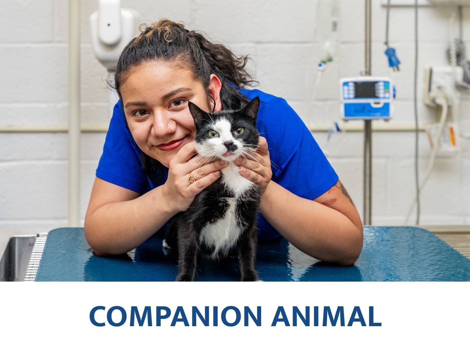 Companion-2