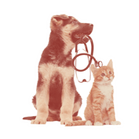 Dog---Cat-1 Dog---Cat-1