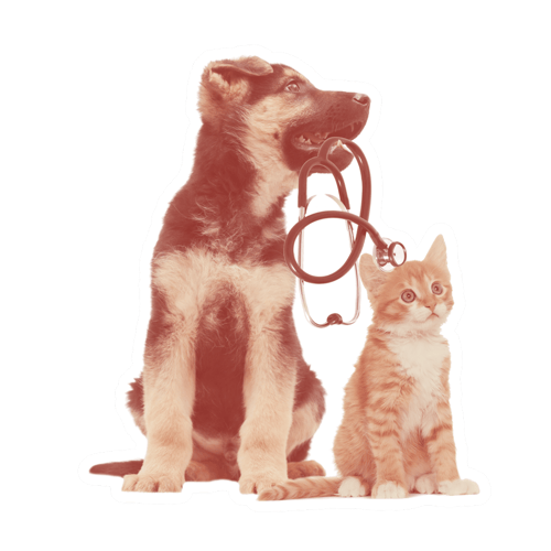 Dog---Cat-1 Dog---Cat-1