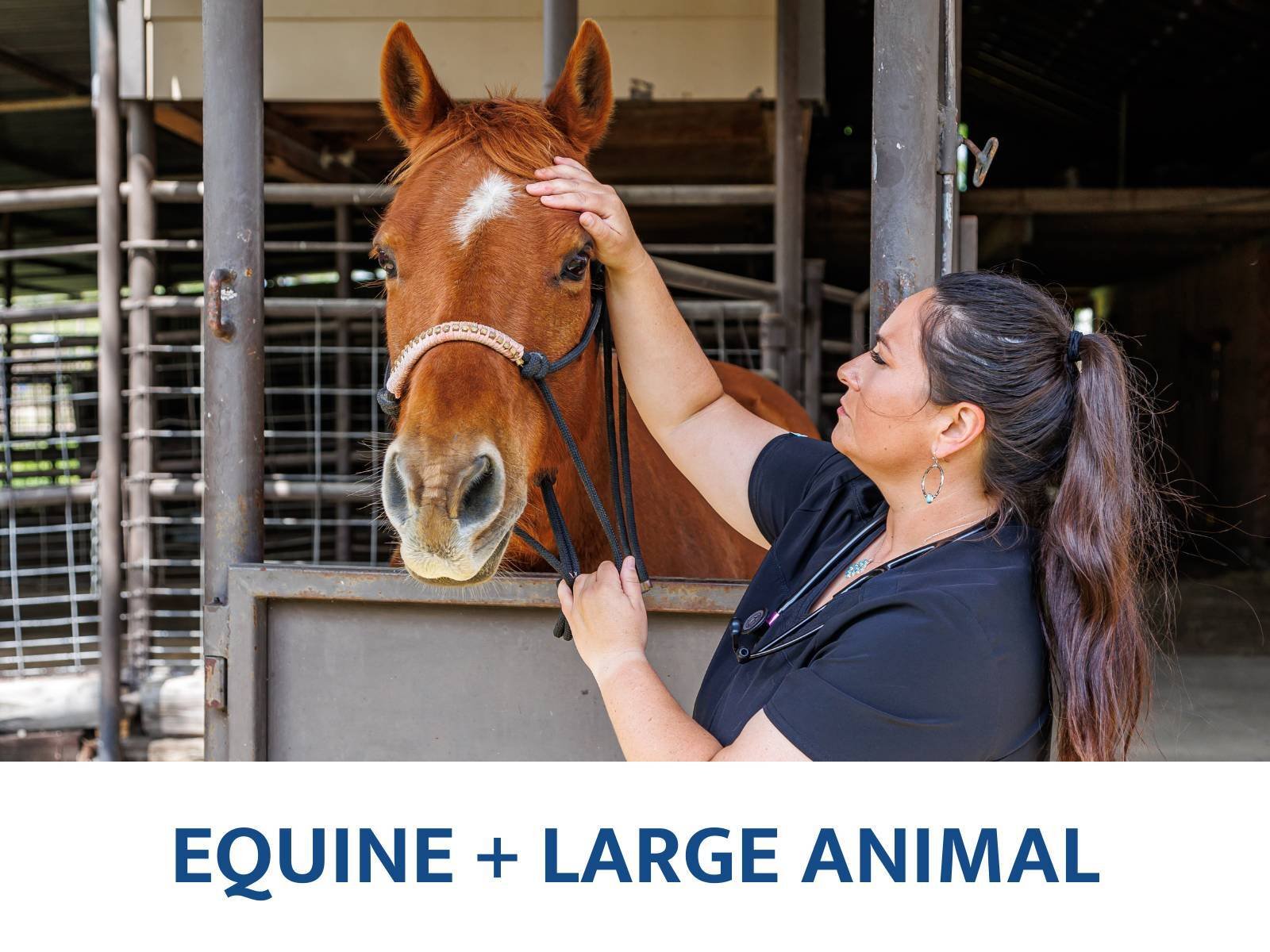Equine_Large-1