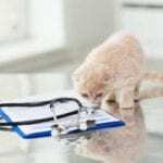 Red tabby kitten sniffing at a stethoscope laying across a blue clipboard