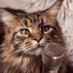 Cat with microphone