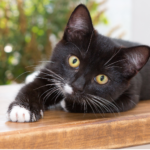 Black kitten with yellow eyes staring into camera