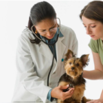 African female veterinarian examining Yorkshire Terrier puppy