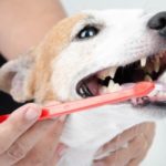 Tan and white terrier getting teeth brushed.