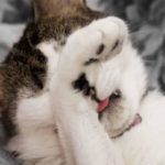 Cat covering its eyes with its paw
