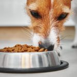 Dog eating kibble