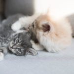 Two kittens snuggling together