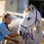 veterinarian examining horse