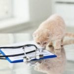 Red tabby kitten sniffing at a stethoscope laying across a blue clipboard