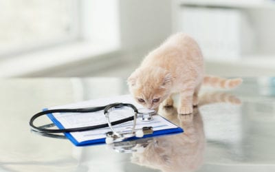 Red tabby kitten sniffing at a stethoscope laying across a blue clipboard