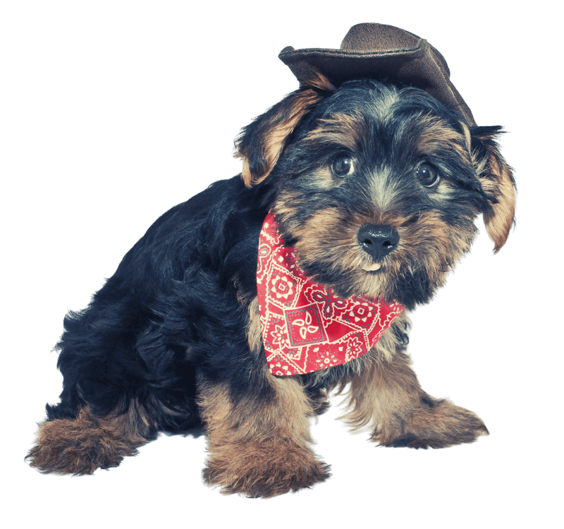 cowboy yorkie puppy with vintage filter