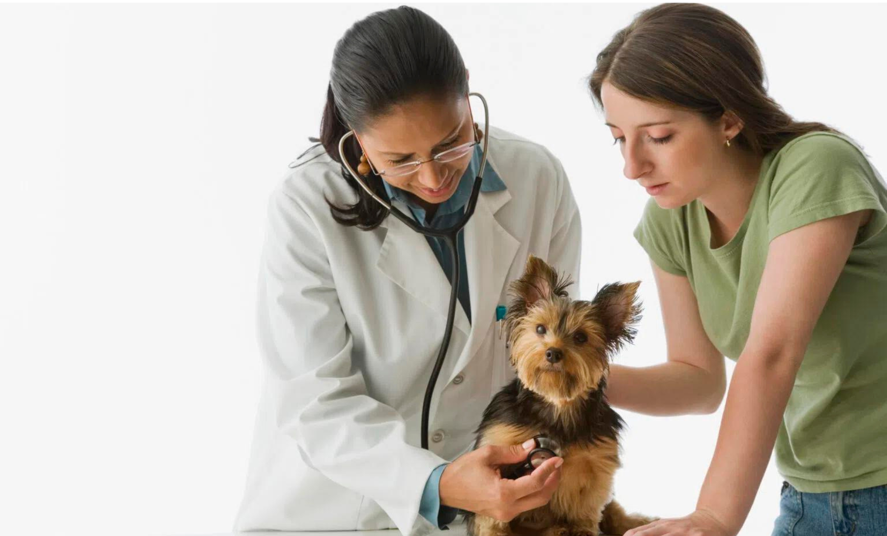 African female veterinarian examining Yorkshire Terrier puppy