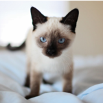Siamese kitten with blue eyes