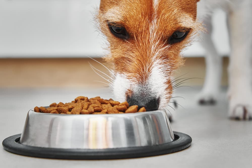 10 Best Dog Foods for Allergies in 2022