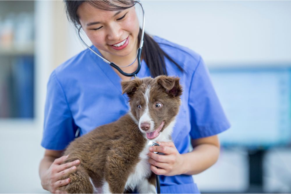 veterinarian handling dog