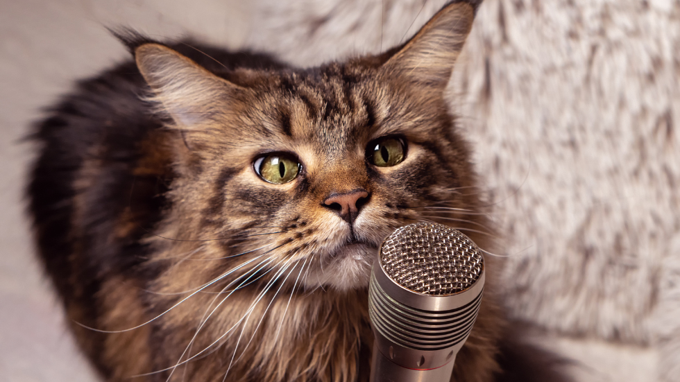 Cat with microphone