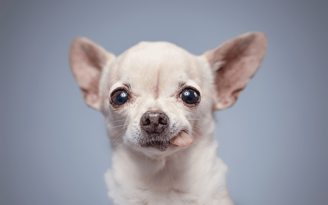 Cute chihuahua dog studio portrait
