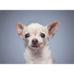 Cute chihuahua dog studio portrait