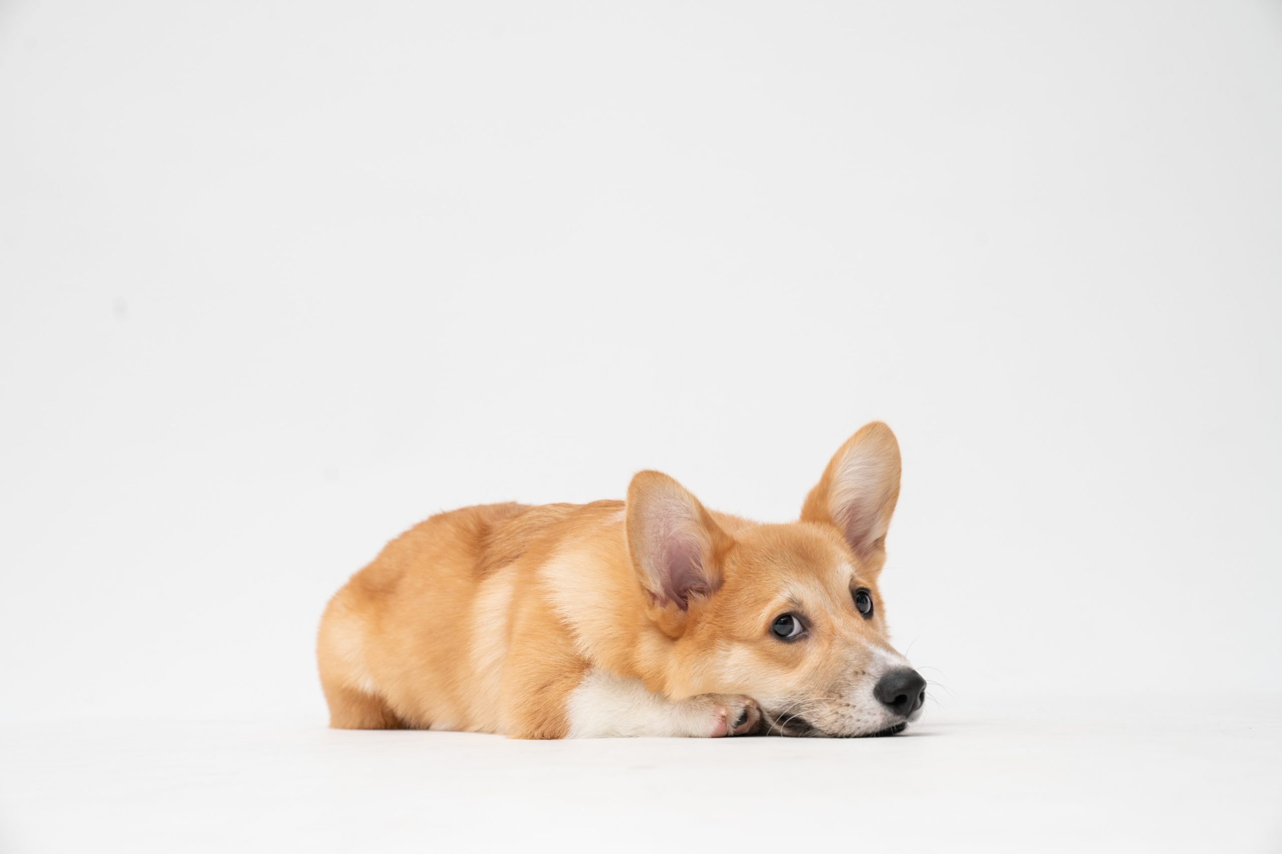 corgy laying down looking over shoulder