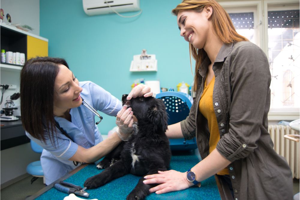 Owning a Veterinary Practice – Expectations vs. Reality