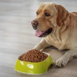 Yellow labrador retriever laying down in front of a green dog bowl filled with dry dog food.