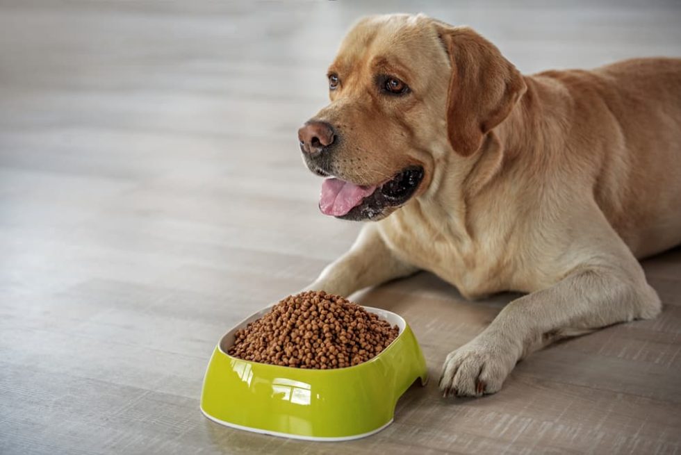 best-dog-food-for-weight-loss-7-healthy-options-amerivet