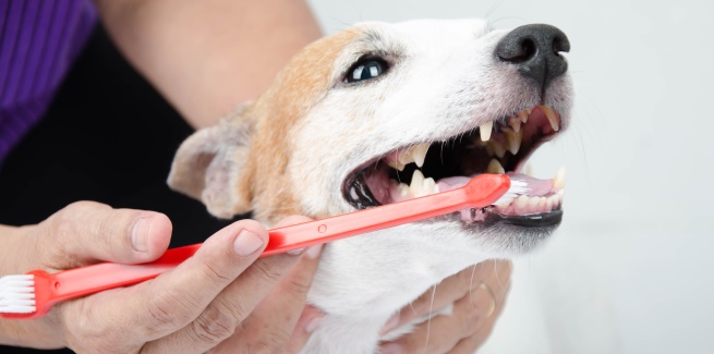 Tan and white terrier getting teeth brushed.