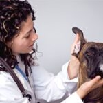 veterinarian examining dog's ear