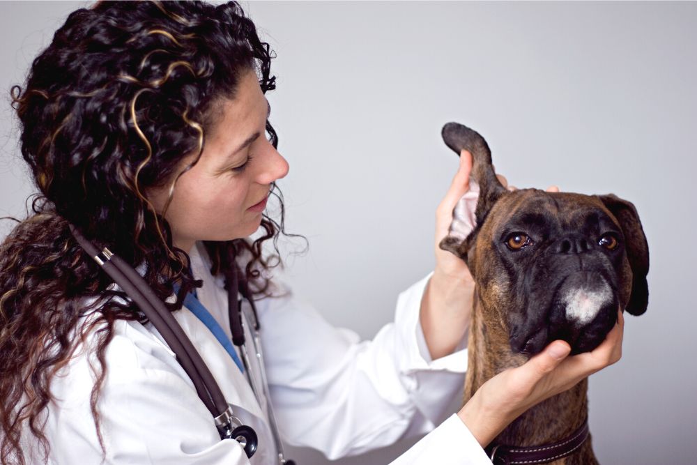 The Different Types of Veterinary Jobs Available