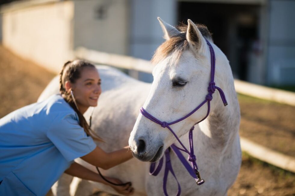 Managing Veterinary Compassion Fatigue Within Your Practice - AmeriVet