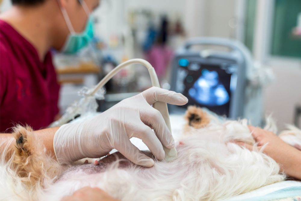 veterinarian performing ultrasound