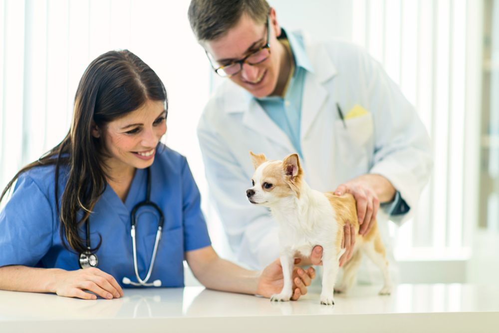 veterinarians working together to perform exam on a chihuahua