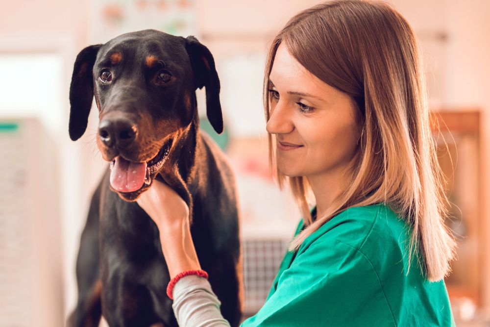 young veterinarian smiling while petting Doberman dog at the clinic